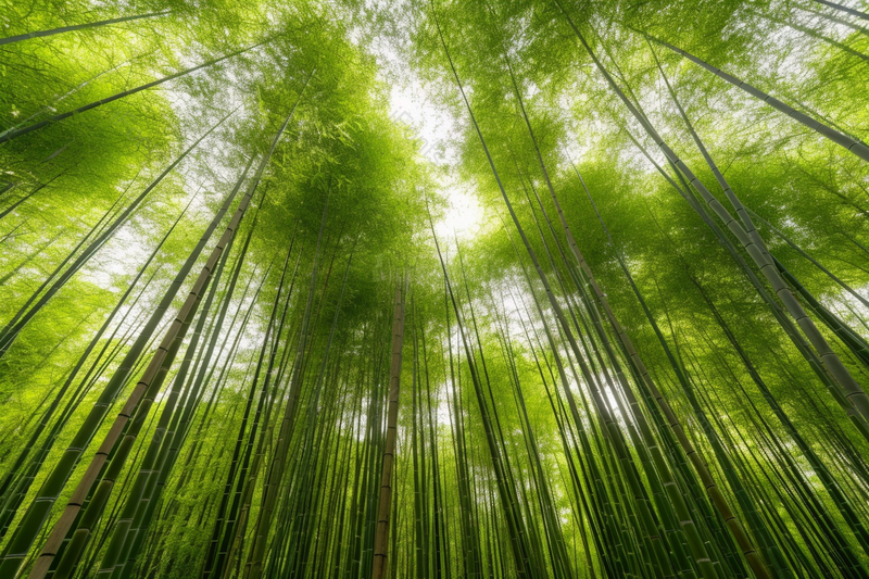 夏日竹林苍翠直立的绿色竹子,高清,摄影图,摄影图片,图片大全,摄影图免费下载